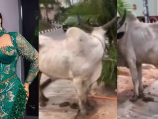 "Monday is about to be a movie" - Actress Regina Chukwu brags as she shows off the huge cow she got for her housewarming party